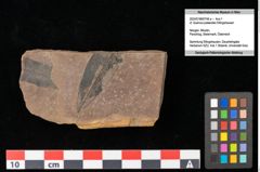 Foto (Objekt + Etikett) von Quercus cf. palaeoilex Ettingshausen (NHMW-GEO-2024-0188-0746a)